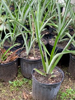 Pineapple Plants in 3-Gallon Pots🌱