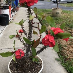 Crown Of Thorn