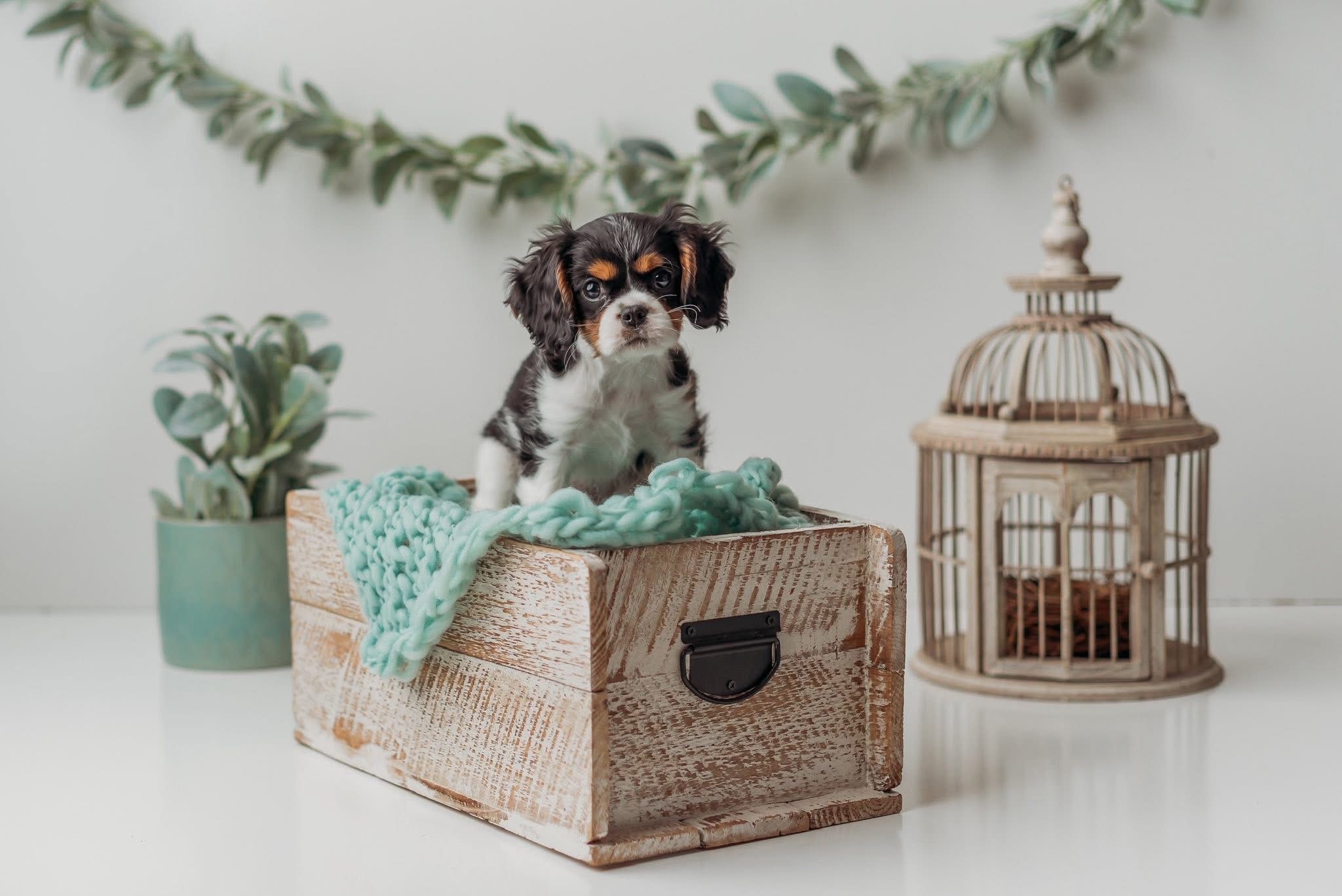 Sage Garland Birdcage More 