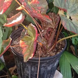 Begonia 