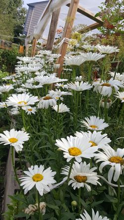 snow lady shasta Daisy perennial plants