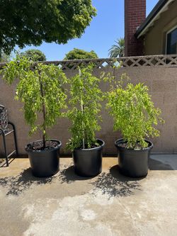 3 Potted Jujube tree