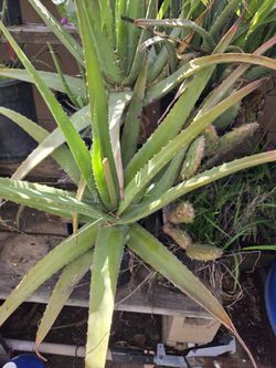 Alovera Plant