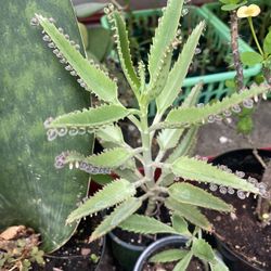 Kalanchoe Plants 🪴 