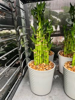 Lucky bamboo in decorative pots. SPECIAL PRICE 🤩