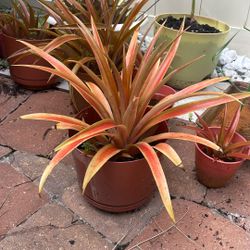 Miniature Pineapple Plant