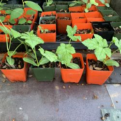 Luffa Plant Mướp Hương 3$
