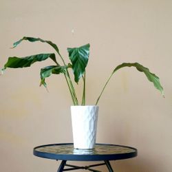 Lush Peace Lily Plant/ House Plant/ Indoor Plant Flower Patio Garden 