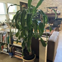 Multiple House Plants - Easy To Care For - OBO