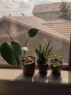 Plants Bundle