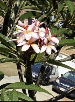 Potted plants succulents flower plumeria crown of thorns starting at $5 & up!90026
