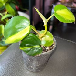 🪴 Brasil Philodendron 🪴