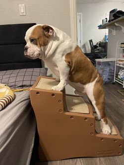 Doggy Stairs Used
