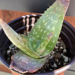 Aloe vera