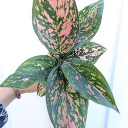 Aglaonema Valentina Plant 4" Pot - Indoor House Plants 