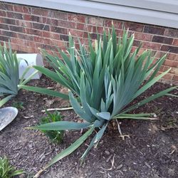 Free Iris Bulbs, Your Dig