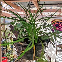 Hanging plants