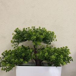 Green Pot