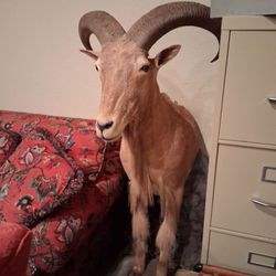 ESTATE SALE ROLLINGWOOD! 9/11-9/14 9am-3pm - 102 Laura Ln Rollingwood, Tx 78746