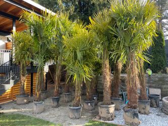 Palm trees 25% up to 50% off