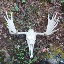 Moose Antlers