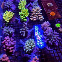 🔥CORALS DECORATIONS FOR MARINE TANK OVER 500 CORALS IN STOCK PICK-UP - DELIVERY - SHIP