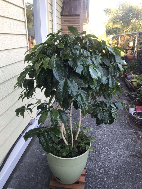 Beautiful coffee plant potted 4 FT tall for Sale in