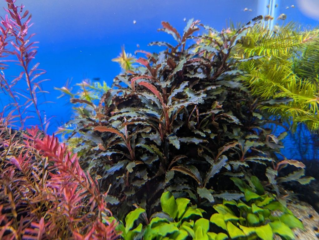 Bucephalandra Kedagang Red