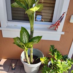 Full Size Indoor/Outdoor Potted Plant For $50
