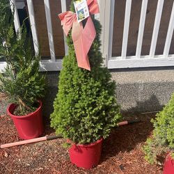 Dwarf Alberta spruce