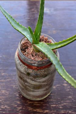 Live Uncommon Hybrid Aloe Plant in Glass Jar (Read Description)