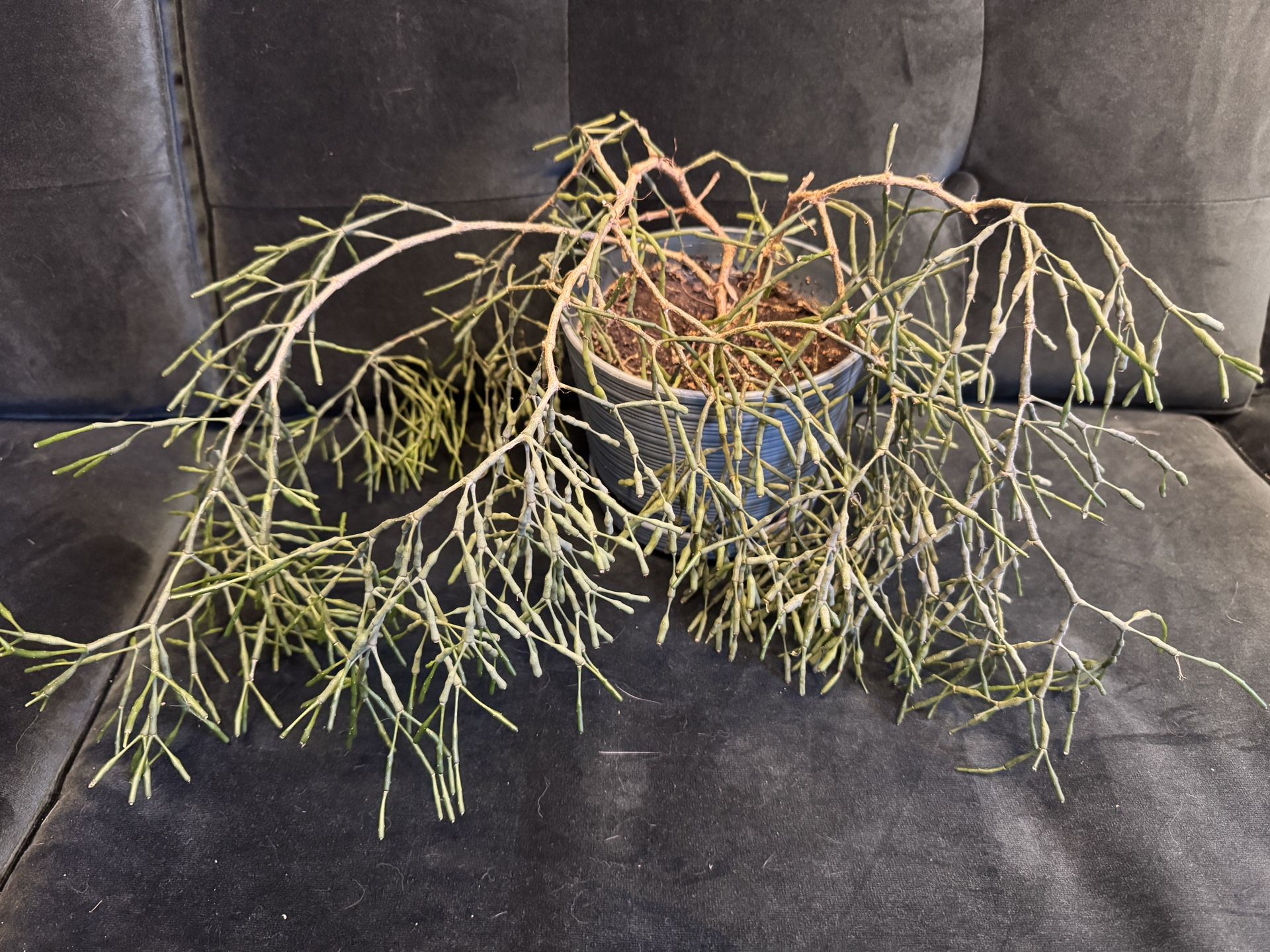 Rhipsalis Or Mistletoe Cactus House Plant