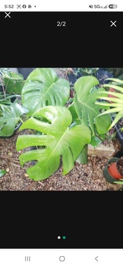 Monstera Houseplant Landscape Plant