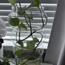 Golden Pothos Plant 