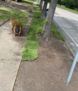 Grass for sale