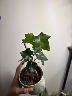 English Ivy plant
