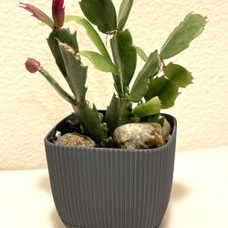 Christmas Cactus House Plant Will Bloom Soon In 3"H Pot With Attached Saucer 