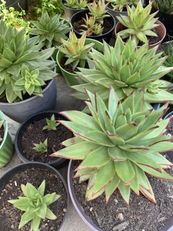 Beautiful Succulents & succulents 
