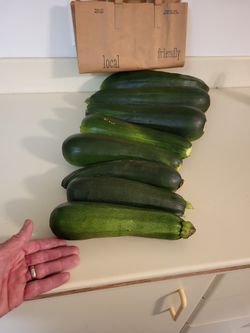 Zucchini - Organically Grown !