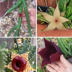 4 STAPELIA succulent Different Plants 