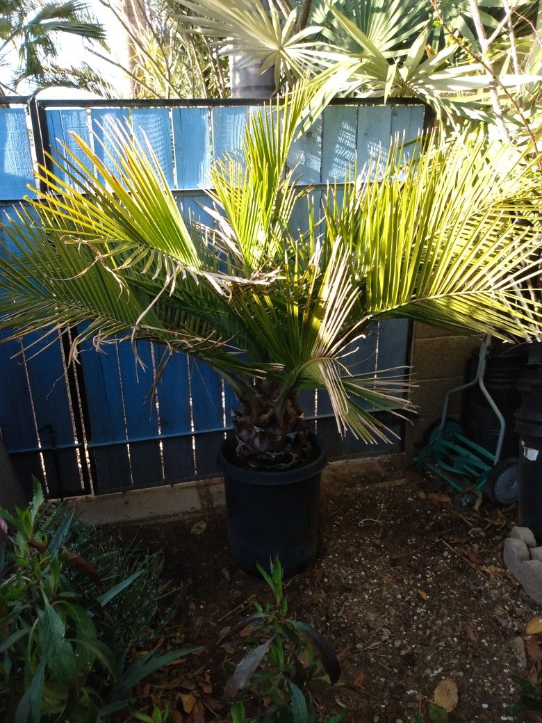 Rare Palm - Jubaea chilensis - Chilean Wine Palm