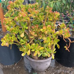 Elephant ear