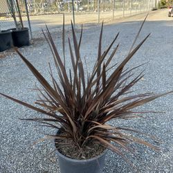 Phormium