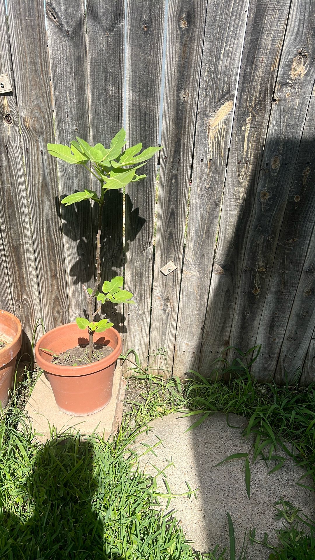 Plant