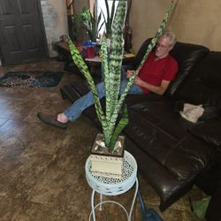 2ft 7in Tall Sansevieria Snake Plant In Ceramic Pot With Shells And Stones 