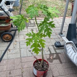 Planta De Papaya  $10.00 