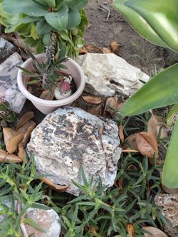 Landscape rocks