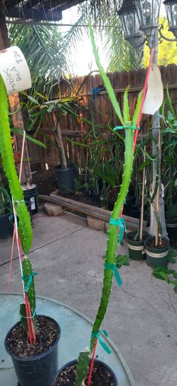 Robles Red Dragon Fruit