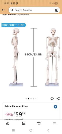 AnaAnatomy Human Skeleton Model with Stand - Great Condition