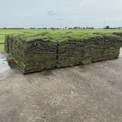 Fresh Cut St Augustine Sod